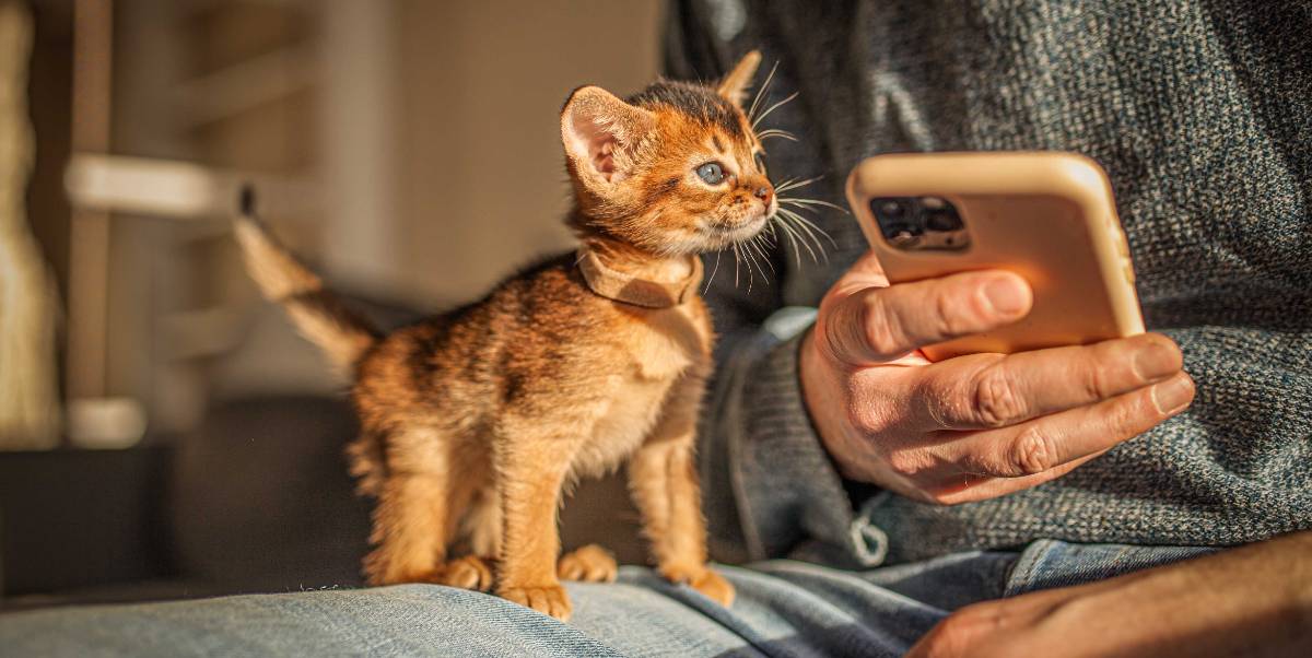 Poes telefoon